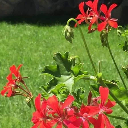 Apartment Апартамент За Гости 