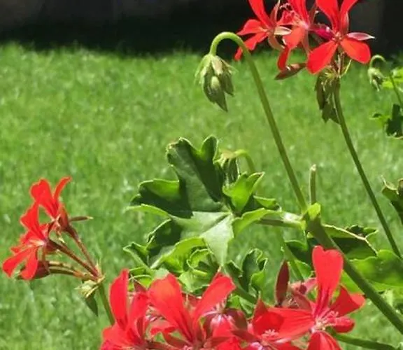 Appartamento за гости 